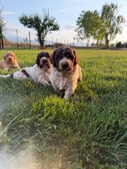 Lagotto romagnolo