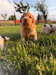 Lagotto romagnolo-thumb-1