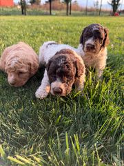 Lagotto romagnolo-thumb-2