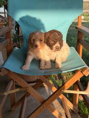 Lagotto romagnolo-thumb-3