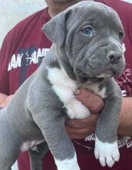 Pitbull