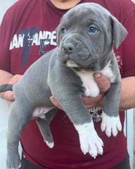 Pitbull-thumb-1