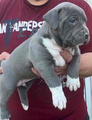 Pitbull-thumb-3