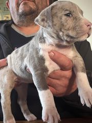Pitbull
