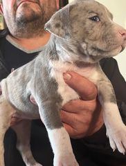 Pitbull-thumb-1