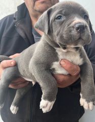 Pitbull