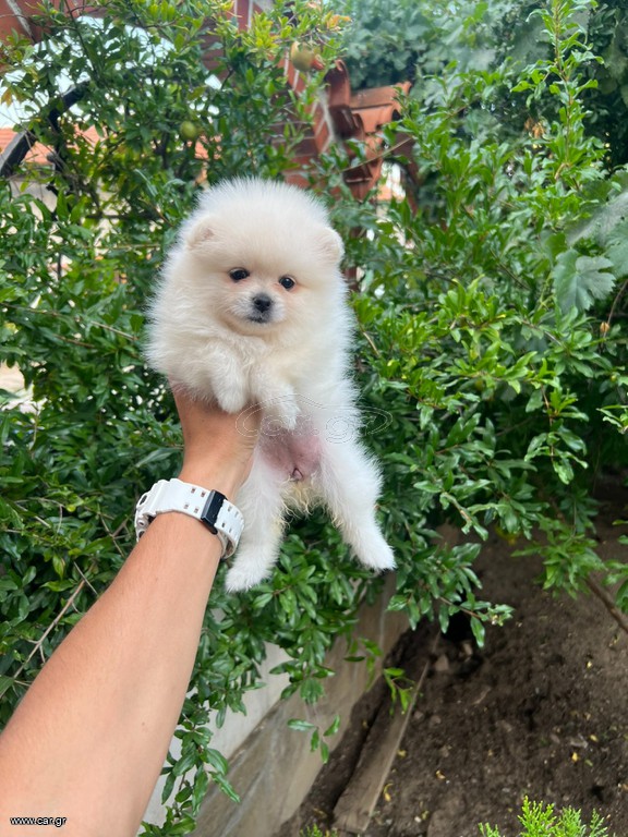 POMERANIAN BOO
