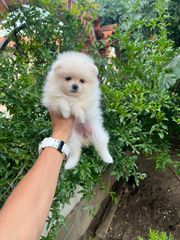 POMERANIAN BOO