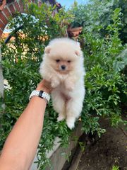 POMERANIAN BOO-thumb-1