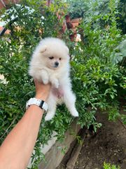 POMERANIAN BOO-thumb-2