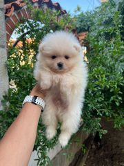 POMERANIAN BOO-thumb-3