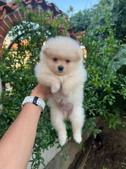 POMERANIAN BOO-thumb-4