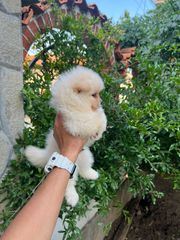 POMERANIAN BOO-thumb-5