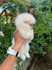 POMERANIAN BOO-thumb-6