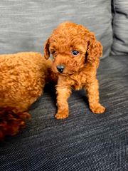 POODLE TEA CUP RED ME PEDIGREE