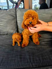 POODLE TEA CUP RED ME PEDIGREE-thumb-1