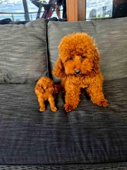 POODLE TEA CUP RED ME PEDIGREE-thumb-2