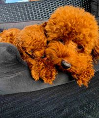 POODLE TEA CUP RED ME PEDIGREE-thumb-3