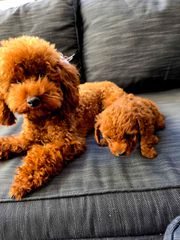 POODLE TEA CUP RED ME PEDIGREE-thumb-5