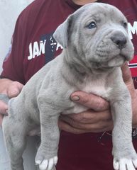 Pitbull