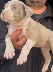 Pitbull