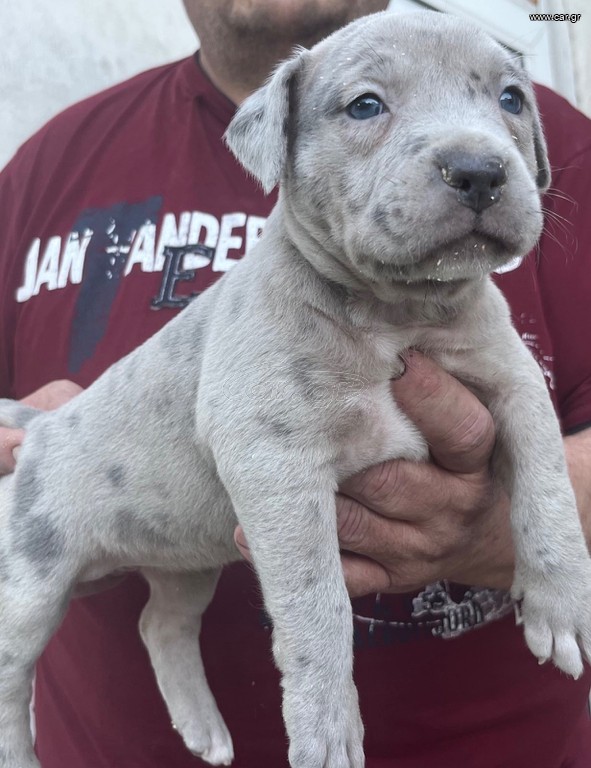 Pitbull