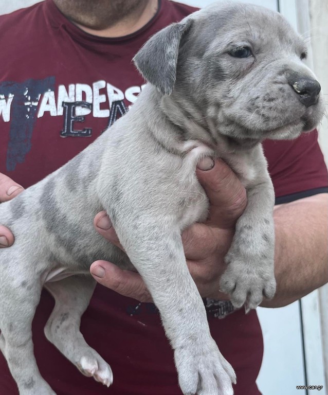 Pitbull