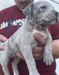 Pitbull-thumb-1
