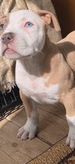 Pitbull
