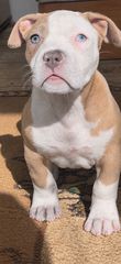 Pitbull-thumb-1