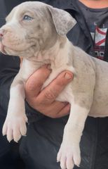 Pitbull