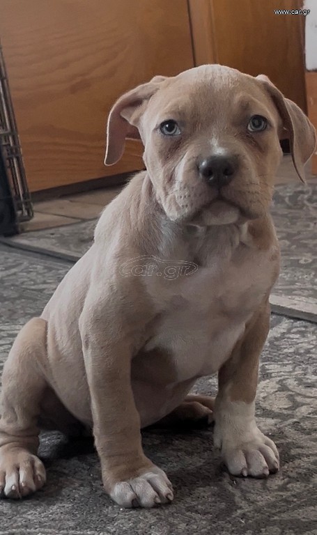 Pitbull