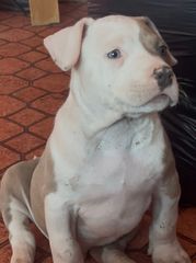 Pitbull