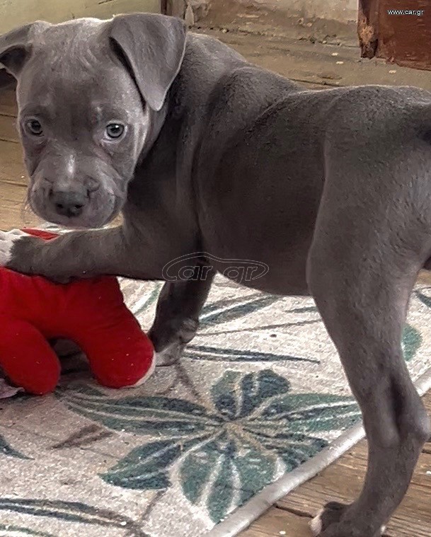 Pitbull