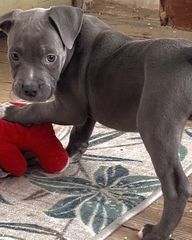 Pitbull