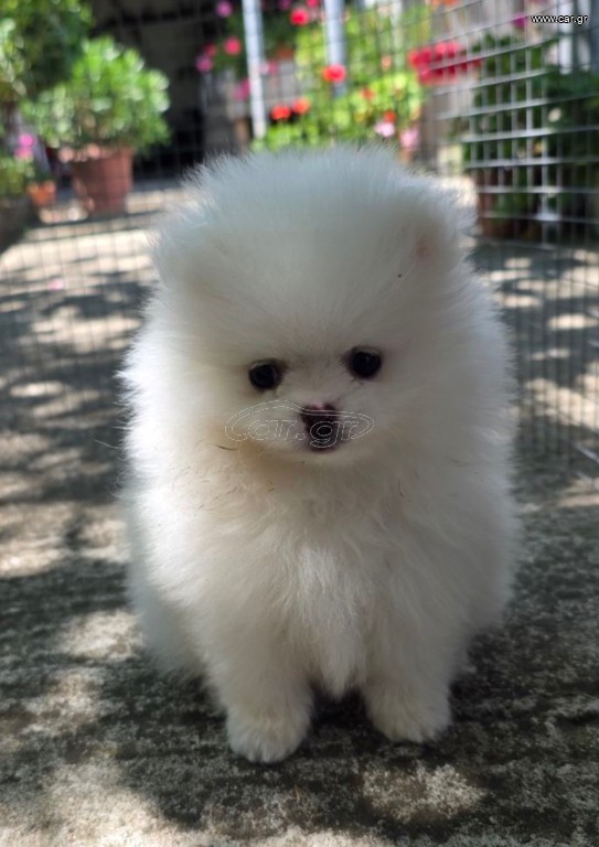 Pomeranian