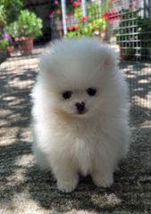 Pomeranian