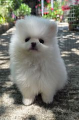 Pomeranian-thumb-1