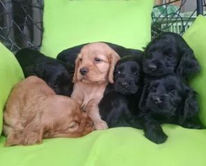Cocker