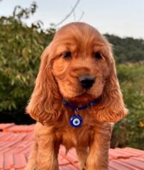 Cocker
