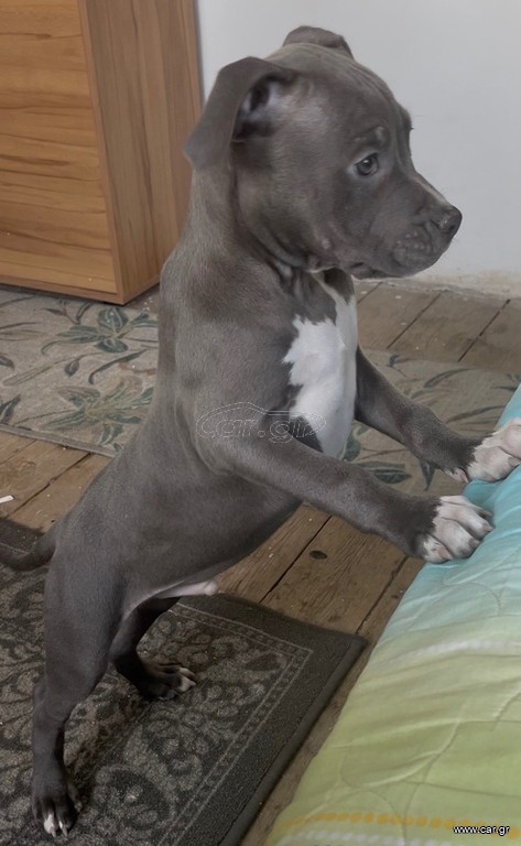 Pitbull