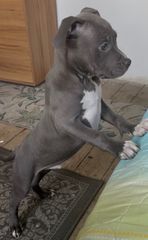 Pitbull