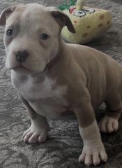 Pitbull