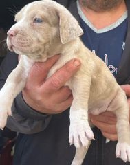 Pitbull