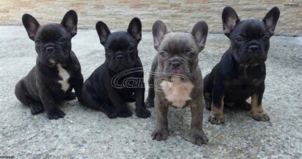 French bulldog