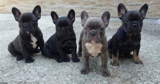 French bulldog