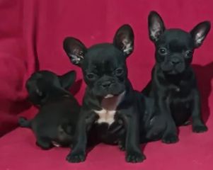 French bulldog