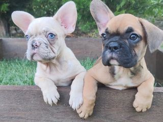 French bulldog