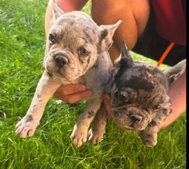 French bulldog-thumb-0