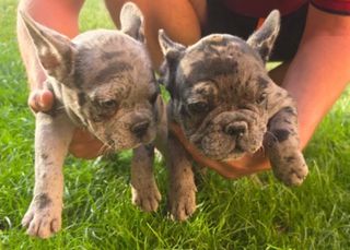 French bulldog-thumb-1